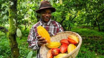 A smiling African farmer harvesting cocoa pods on the plantation, production of chocolate in Africa