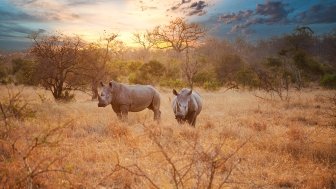 Two rhinos in the late afternoon at Kruger National Park.