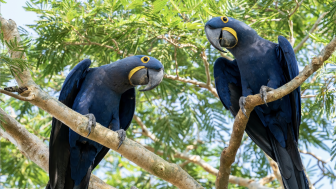Two rare and endangered Hyacinth Macaws sitting in a tree and looking at the photographer at Pouso Alegre Lodge, Northern Pantanal, Mato Grosso State, Brazil